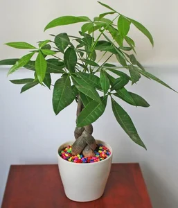5 Indoor Plants That Act as Wealth Magnets and Home Decor - image 7