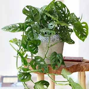 5 Indoor Plants That Act as Wealth Magnets and Home Decor - image 2