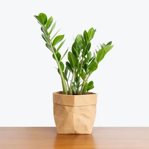 5 Indoor Plants That Act as Wealth Magnets and Home Decor - image 0