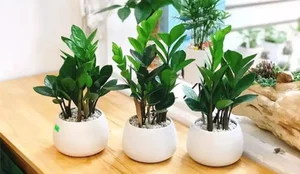 5 Indoor Plants That Act as Wealth Magnets and Home Decor - image 8