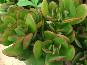 5 Indoor Plants That Act as Wealth Magnets and Home Decor - image 1