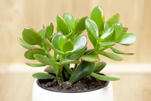5 Indoor Plants That Act as Wealth Magnets and Home Decor - image 9