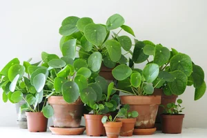 5 Indoor Plants That Act as Wealth Magnets and Home Decor - image 3