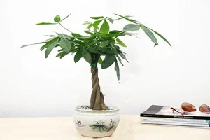 5 Indoor Plants That Act as Wealth Magnets and Home Decor - image 5