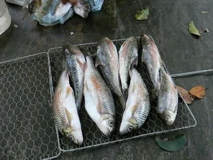 The Rare Mountain Fish That Sells for Half a Million VND Per Kilo - image 7