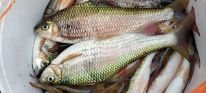 The Rare Mountain Fish That Sells for Half a Million VND Per Kilo - image 0