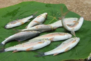 The Rare Mountain Fish That Sells for Half a Million VND Per Kilo - image 2