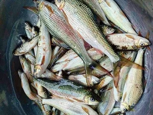 The Rare Mountain Fish That Sells for Half a Million VND Per Kilo - image 8