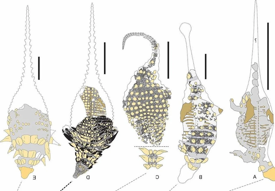 The Sleeping Dragon: Discovering the Incredible 110-Million-Year-Old Borealopelta Fossil