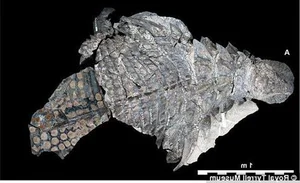 The Sleeping Dragon: Discovering the Incredible 110-Million-Year-Old Borealopelta Fossil - image 3