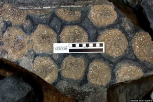 The Sleeping Dragon: Discovering the Incredible 110-Million-Year-Old Borealopelta Fossil - image 7
