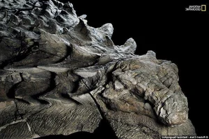 The Sleeping Dragon: Discovering the Incredible 110-Million-Year-Old Borealopelta Fossil - image 4