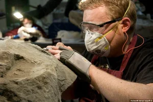 The Sleeping Dragon: Discovering the Incredible 110-Million-Year-Old Borealopelta Fossil - image 6