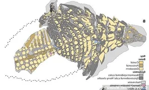 The Sleeping Dragon: Discovering the Incredible 110-Million-Year-Old Borealopelta Fossil - image 8