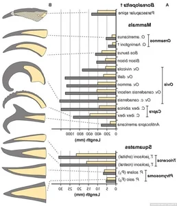 The Sleeping Dragon: Discovering the Incredible 110-Million-Year-Old Borealopelta Fossil - image 9