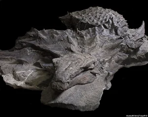 The Sleeping Dragon: Discovering the Incredible 110-Million-Year-Old Borealopelta Fossil - image 5