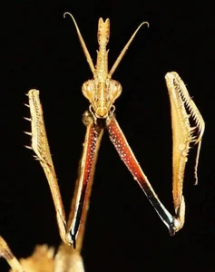 Prehistoric Mysteries: The Enigma of Hybrid Creature Artifacts - image 3