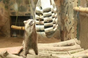 Thrilling Escape of Clever Female Raccoon at Saigon Zoo - image 4
