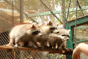 Thrilling Escape of Clever Female Raccoon at Saigon Zoo - image 1