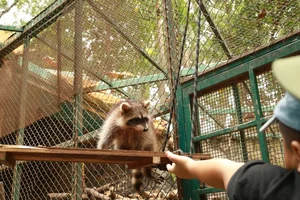 Thrilling Escape of Clever Female Raccoon at Saigon Zoo - image 3