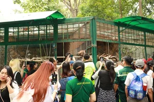 Thrilling Escape of Clever Female Raccoon at Saigon Zoo - image 5