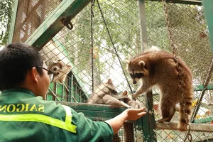 Thrilling Escape of Clever Female Raccoon at Saigon Zoo - image 0