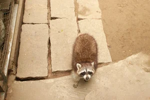 Thrilling Escape of Clever Female Raccoon at Saigon Zoo - image 2