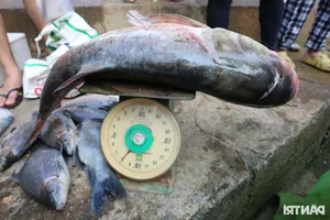Giant Fish Caught as Southern Vietnam's Largest Hydropower Dam Closes - image 7