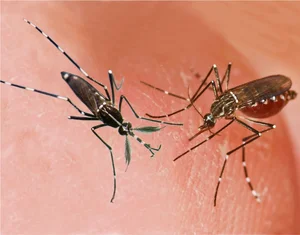 Shocking Revelations: Inside the World of the Most Dangerous Animals on Earth - image 6