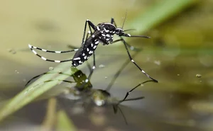 Shocking Revelations: Inside the World of the Most Dangerous Animals on Earth - image 13