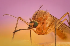 Shocking Revelations: Inside the World of the Most Dangerous Animals on Earth - image 9