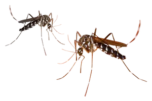 Shocking Revelations: Inside the World of the Most Dangerous Animals on Earth - image 10