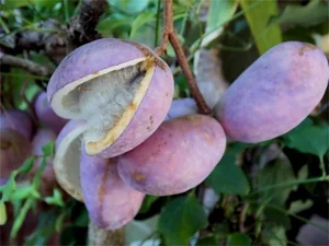 Discover the Unique Purple Grapes From Japan Worth $40 per Kilogram - image 4
