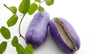 Discover the Unique Purple Grapes From Japan Worth $40 per Kilogram - image 1