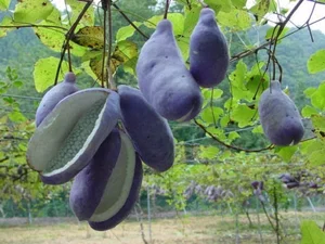 Discover the Unique Purple Grapes From Japan Worth $40 per Kilogram - image 2