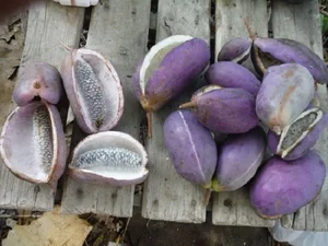 Discover the Unique Purple Grapes From Japan Worth $40 per Kilogram - image 5