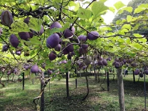 Discover the Unique Purple Grapes From Japan Worth $40 per Kilogram - image 3