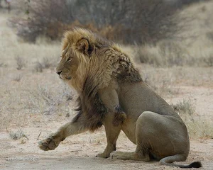 Unveiling the Secrets of the Namib Desert: Africa's Majestic Red Sand Paradise - image 0