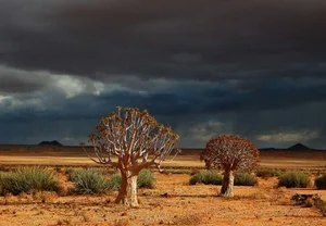 Unveiling the Secrets of the Namib Desert: Africa's Majestic Red Sand Paradise - image 4
