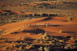 Unveiling the Secrets of the Namib Desert: Africa's Majestic Red Sand Paradise - image 6