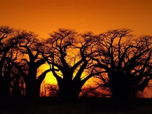 Unveiling the Secrets of the Namib Desert: Africa's Majestic Red Sand Paradise - image 5