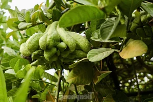 Northern Vietnam's Largest Buddha's Hand Fruit Farms After Typhoon Yagi - image 4