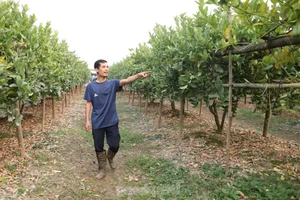 Northern Vietnam's Largest Buddha's Hand Fruit Farms After Typhoon Yagi - image 3