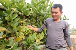 Northern Vietnam's Largest Buddha's Hand Fruit Farms After Typhoon Yagi - image 7