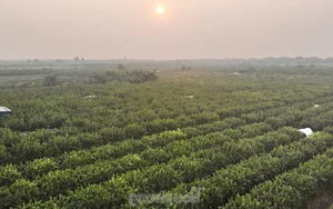 Northern Vietnam's Largest Buddha's Hand Fruit Farms After Typhoon Yagi - image 5