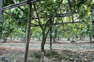 Northern Vietnam's Largest Buddha's Hand Fruit Farms After Typhoon Yagi - image 0