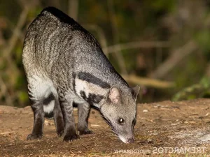 Fascinating Facts About the Large Indian Civet in Vietnam - image 7
