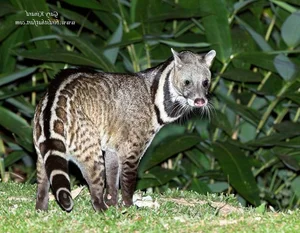 Fascinating Facts About the Large Indian Civet in Vietnam - image 4