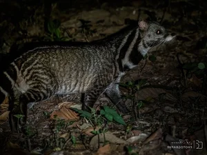 Fascinating Facts About the Large Indian Civet in Vietnam - image 6