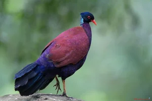 The Science of Pigeons: Why They Are Nature’s Most Exceptional Messengers - image 2